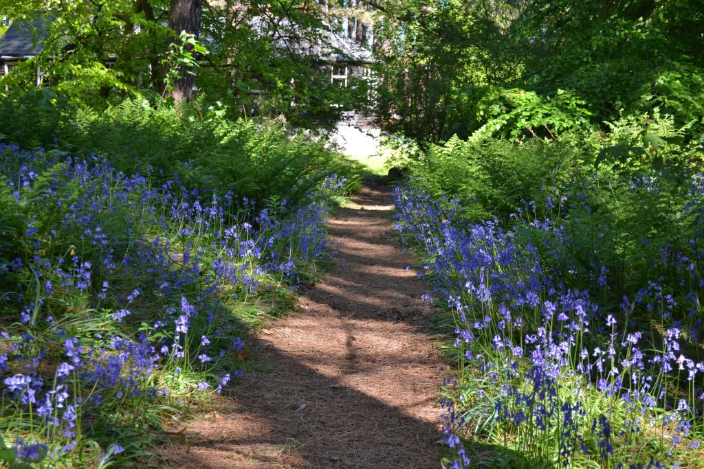 Woodland path to Windy Gap from parking area